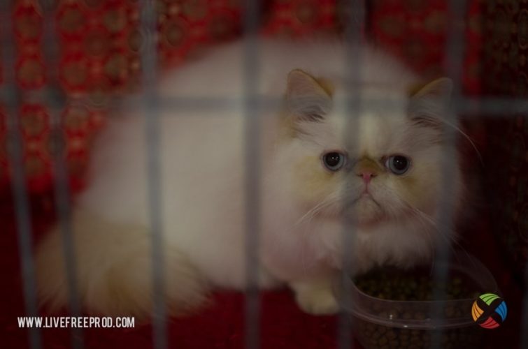 Fluffy white cat in cage