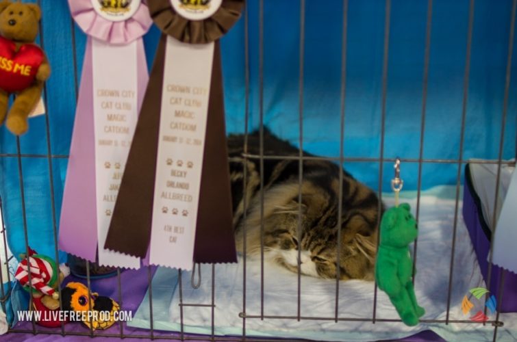 Award winning cat napping