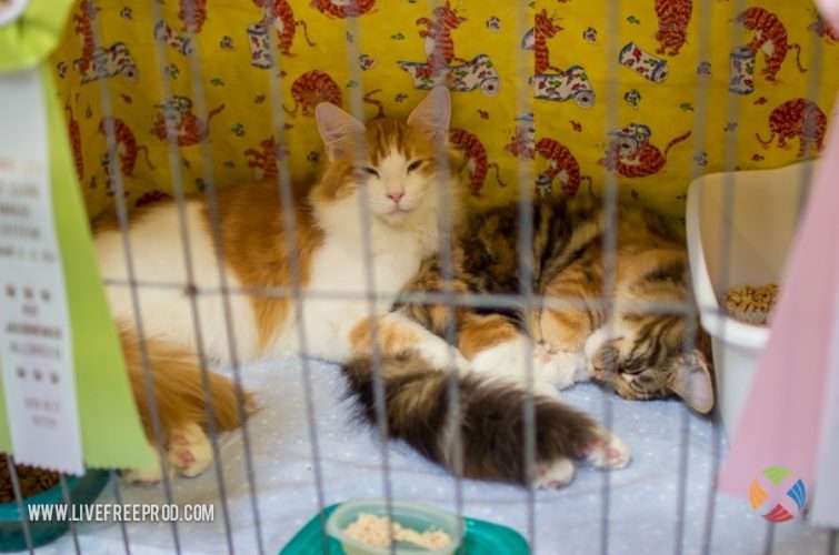 Orange cats in cage