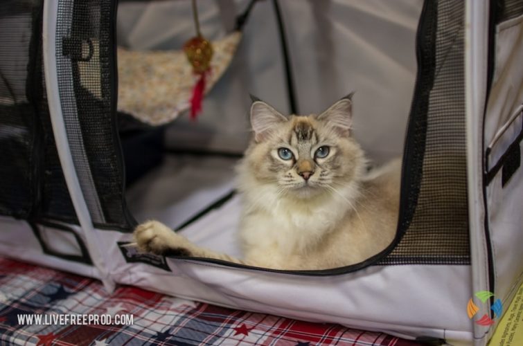 cat in travel bag