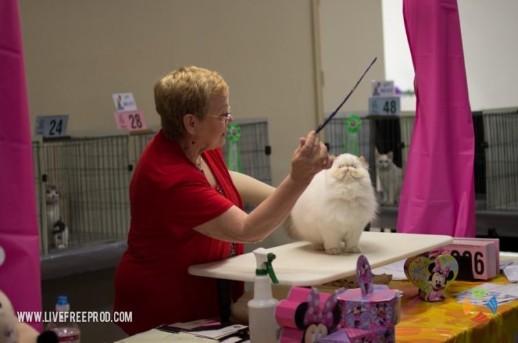 white cat being groomed