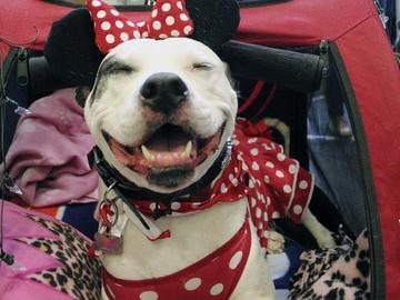 White dog wearing minnie mouse ears and scarf with tongue out smiling.