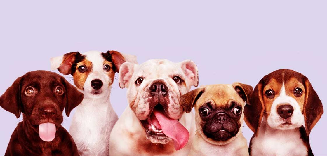 Five dogs with tongues out