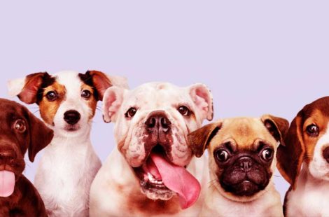 Five dogs with tongues out