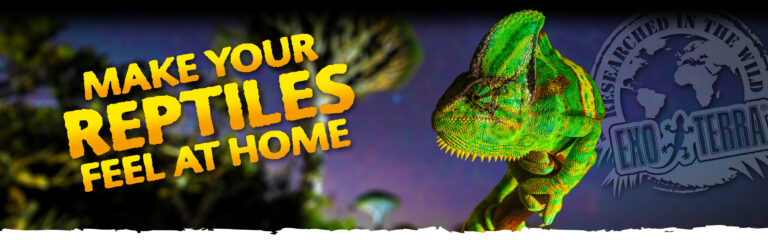 Home page header 768x240